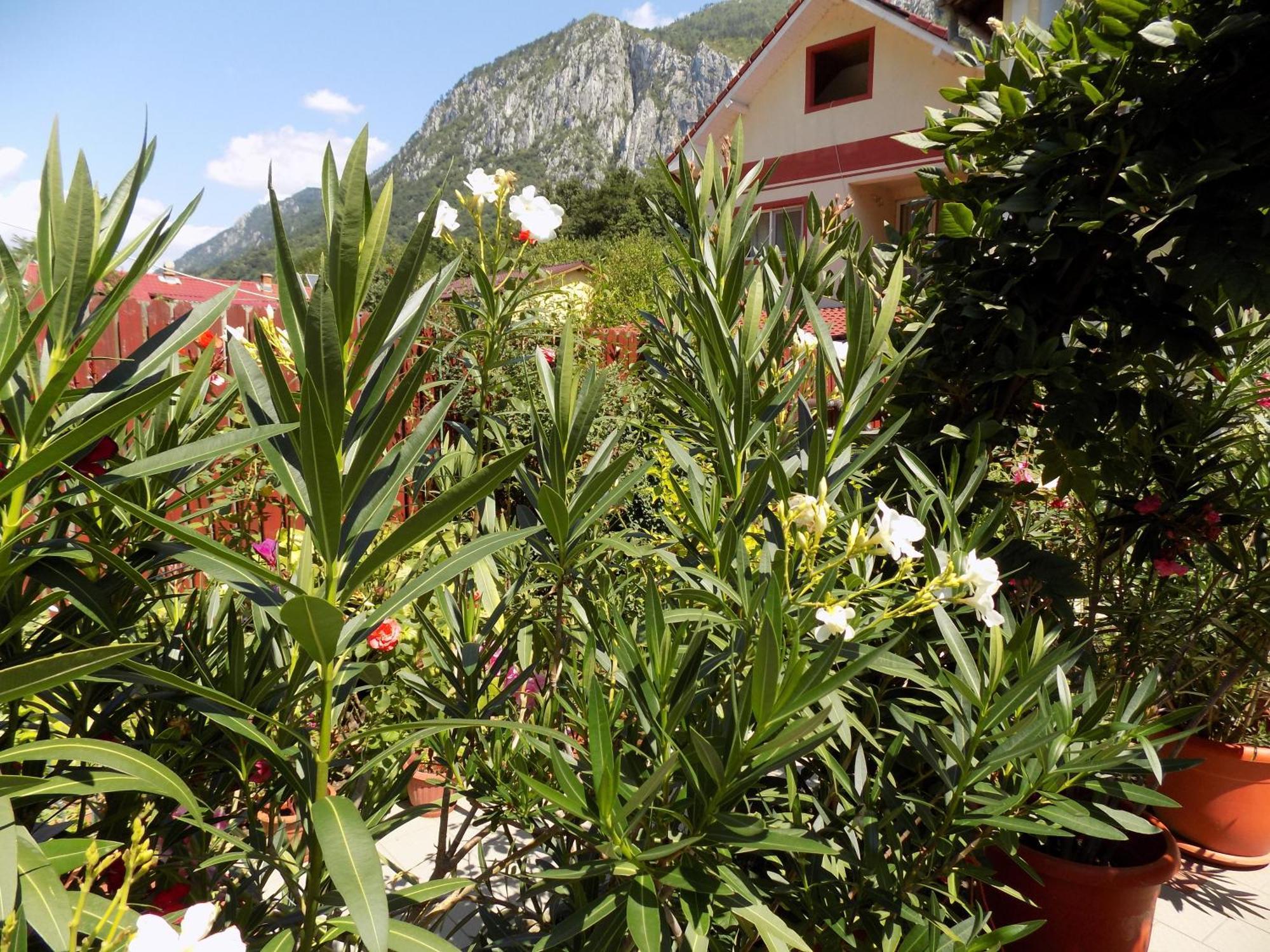 Pension Eden Băile Herculane Εξωτερικό φωτογραφία