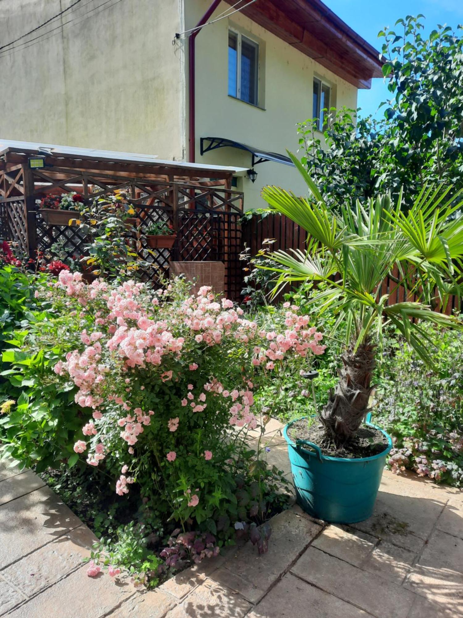 Pension Eden Băile Herculane Εξωτερικό φωτογραφία
